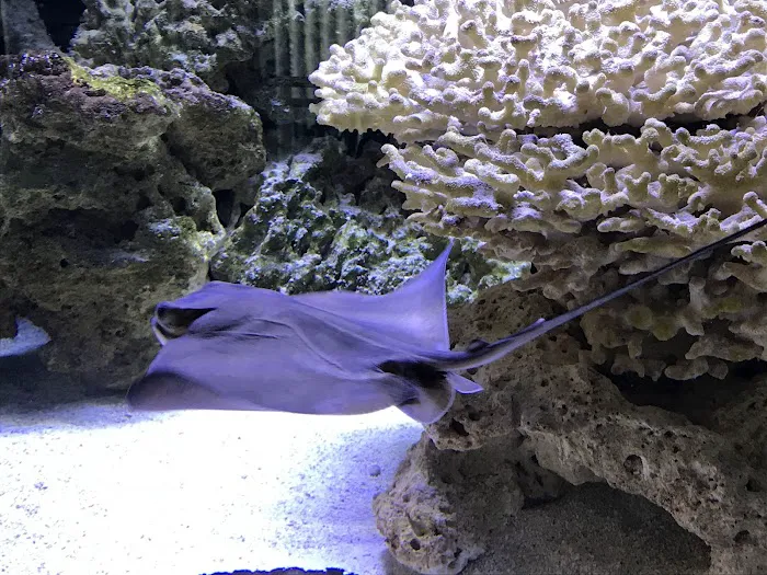 Exotic Fish & Corals Picture 10