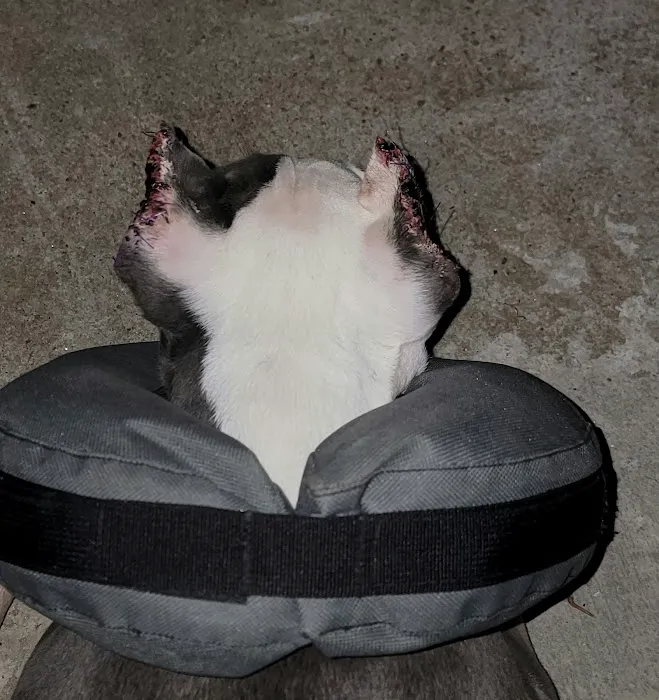 Animal Medicine and Surgery of Little Neck Picture 9