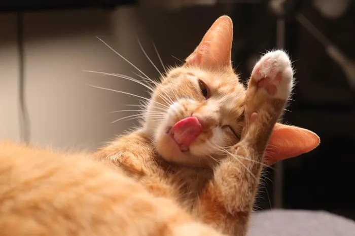 Animal Medicine and Surgery of Little Neck Picture 1