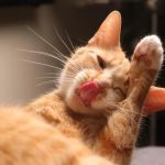 Animal Medicine and Surgery of Little Neck