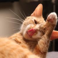 Animal Medicine and Surgery of Little Neck ico