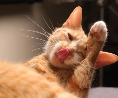 Animal Medicine and Surgery of Little Neck