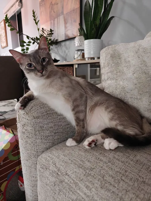 Eli & Finn Cattery Picture 6