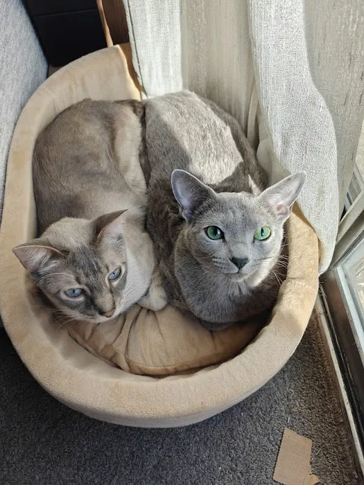 Eli & Finn Cattery Picture 9