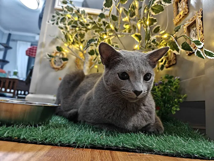 Eli & Finn Cattery Picture 10