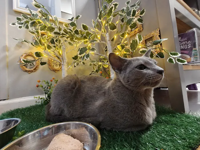 Eli & Finn Cattery Picture 8