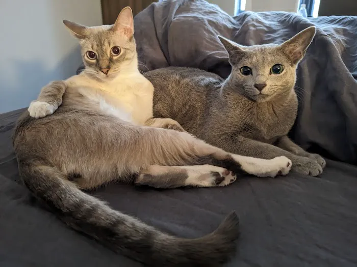 Eli & Finn Cattery Picture 1