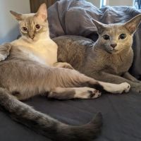 Eli & Finn Cattery ico