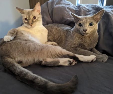 Eli & Finn Cattery