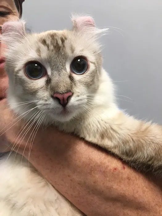 Veterinary Care Group - Little Neck Picture 1