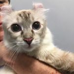 Veterinary Care Group - Little Neck