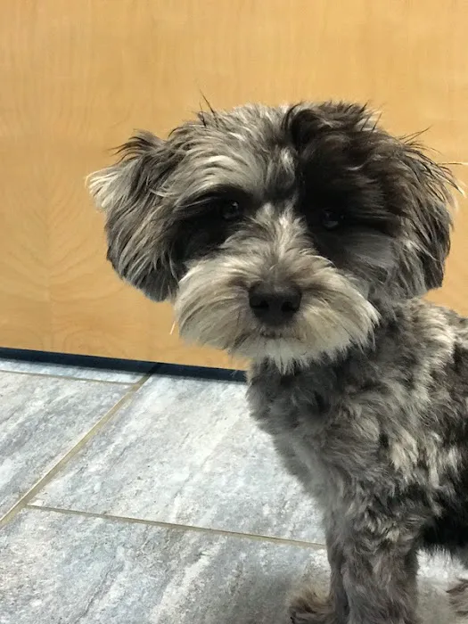 Veterinary Care Group - Little Neck Picture 8