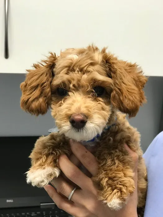 Veterinary Care Group - Little Neck Picture 7