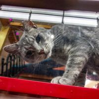 Whiskers Holistic Pet Care ico