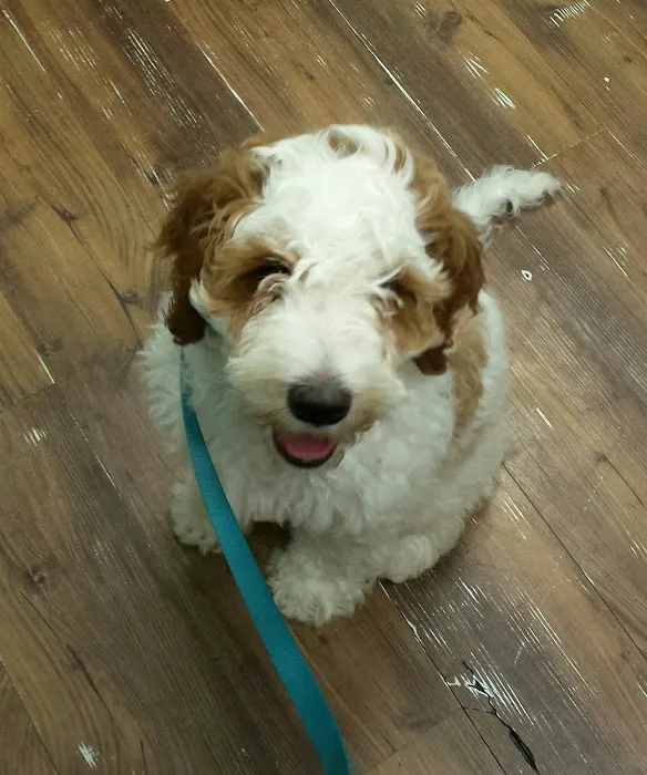 Animal Health & Wellness Veterinary Office Picture 2