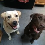 Animal Health & Wellness Veterinary Office