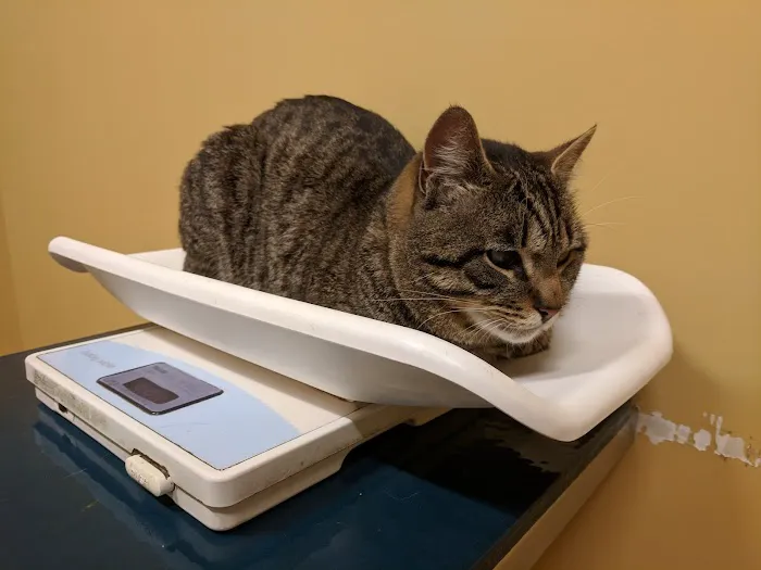 Animal Health & Wellness Veterinary Office Picture 5