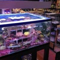 Paradise Aquarium ico