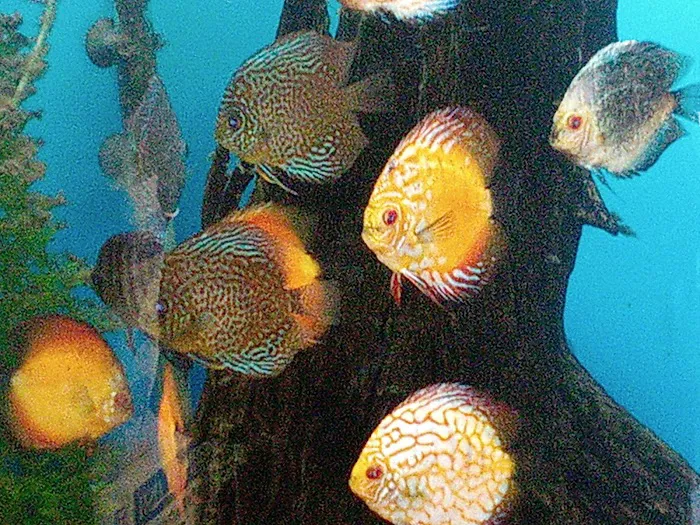 Paradise Aquarium Picture 8