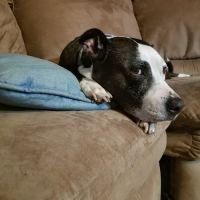 Countryside Animal Hospital ico
