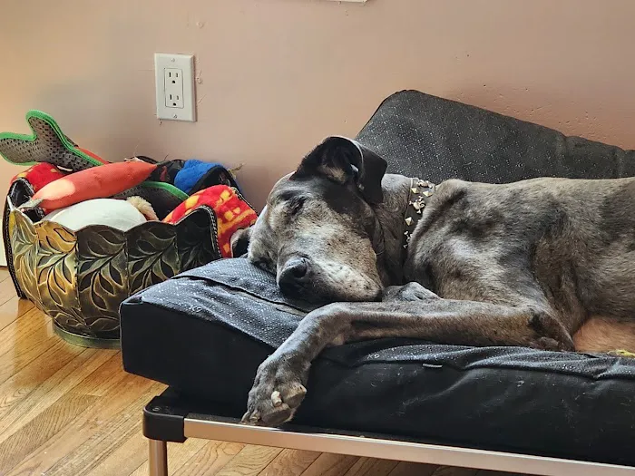 Jefferson Animal Hospital Picture 4