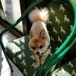 Fresh Meadows Animal Clinic