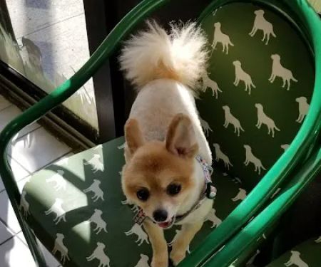 Fresh Meadows Animal Clinic