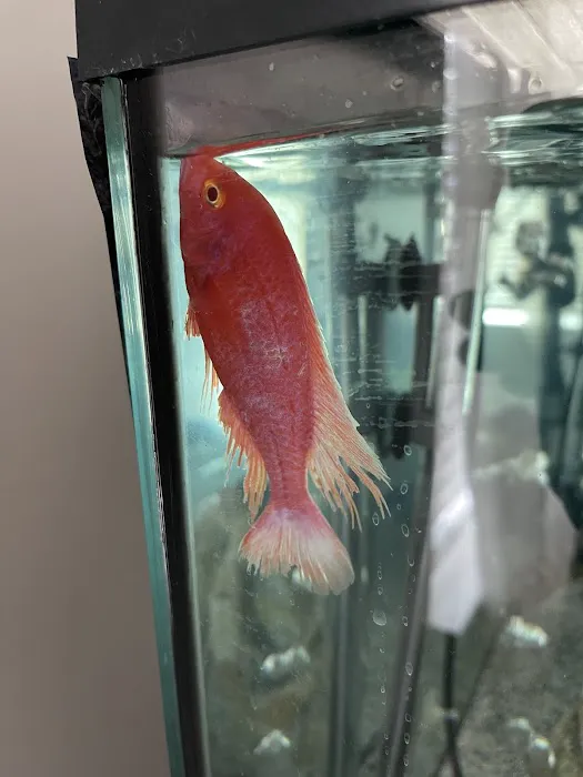 The iFISH Store Picture 7