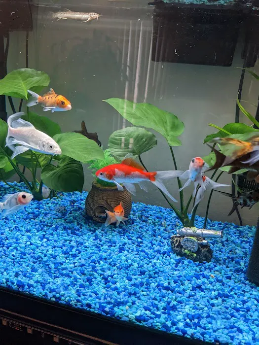 The iFISH Store Picture 4