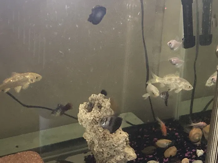 The iFISH Store Picture 1