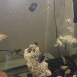 The iFISH Store