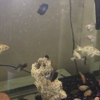 The iFISH Store ico