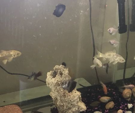 The iFISH Store