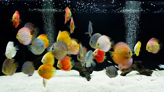 The iFISH Store Picture 10