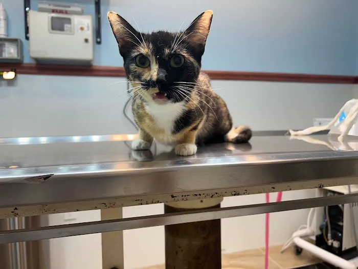 Francis Animal Clinic- Queens Picture 8