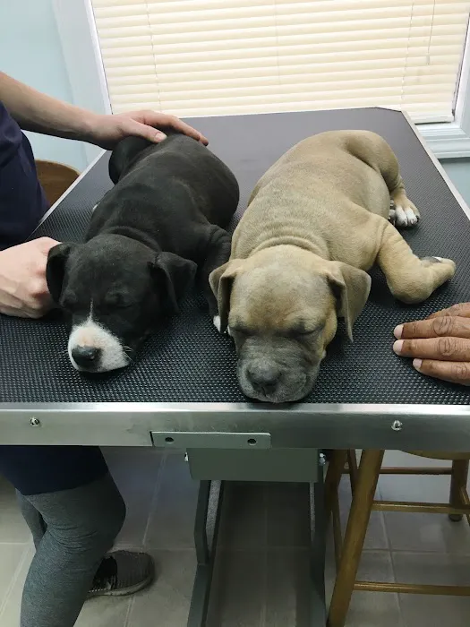 Richmond Hill Veterinary Care Picture 5