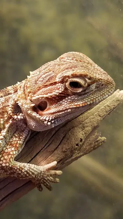 Nature's Reef & Reptile Picture 5