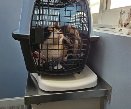 Queens Midway Animal Hospital