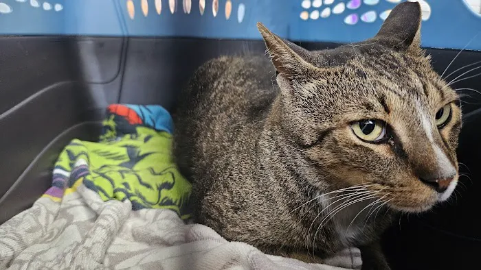 Queens Midway Animal Hospital Picture 3