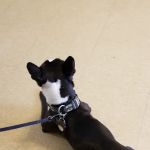 Ozone Park Animal Clinic