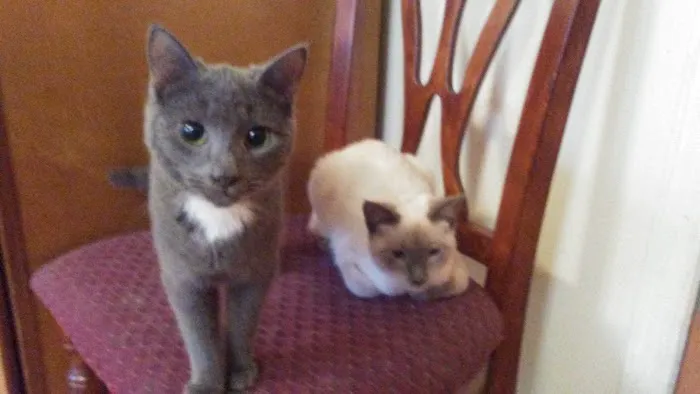 Ozone Park Animal Clinic Picture 8