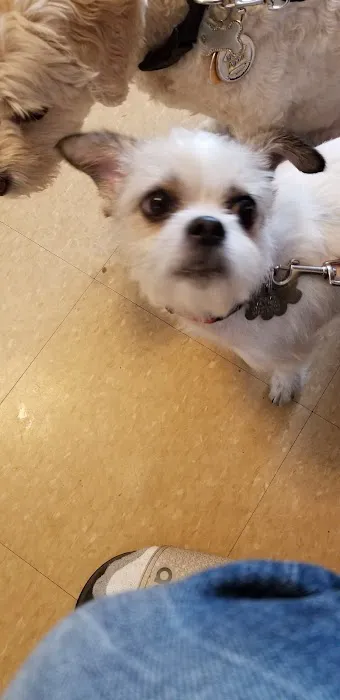Ozone Park Animal Clinic Picture 2