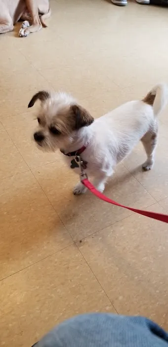 Ozone Park Animal Clinic Picture 3