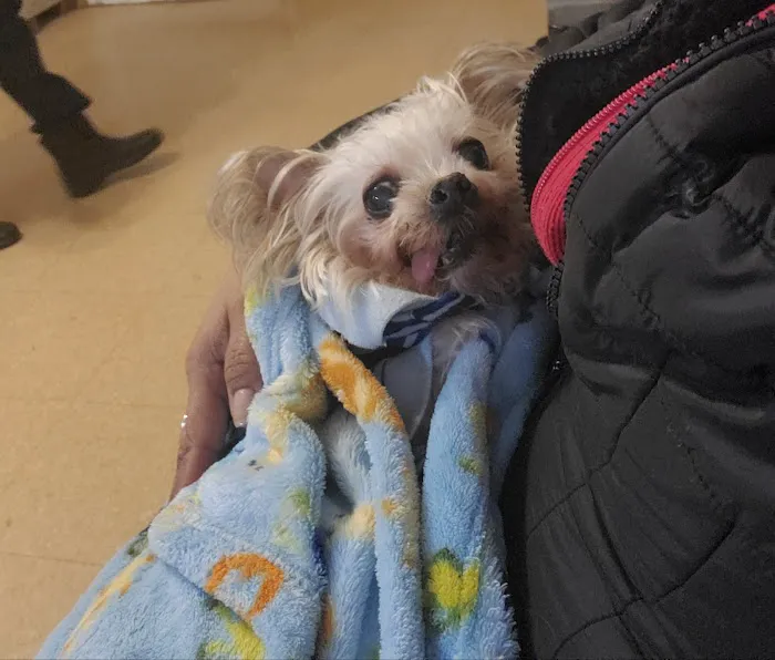 Ozone Park Animal Clinic Picture 7