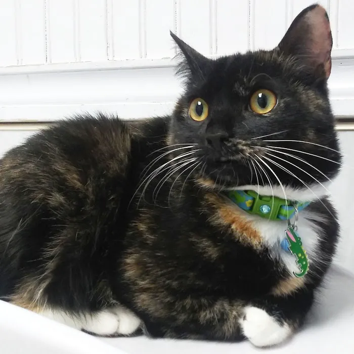 Lefferts Animal Hospital Picture 9