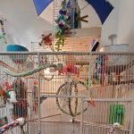 Rensselaer Bird Center