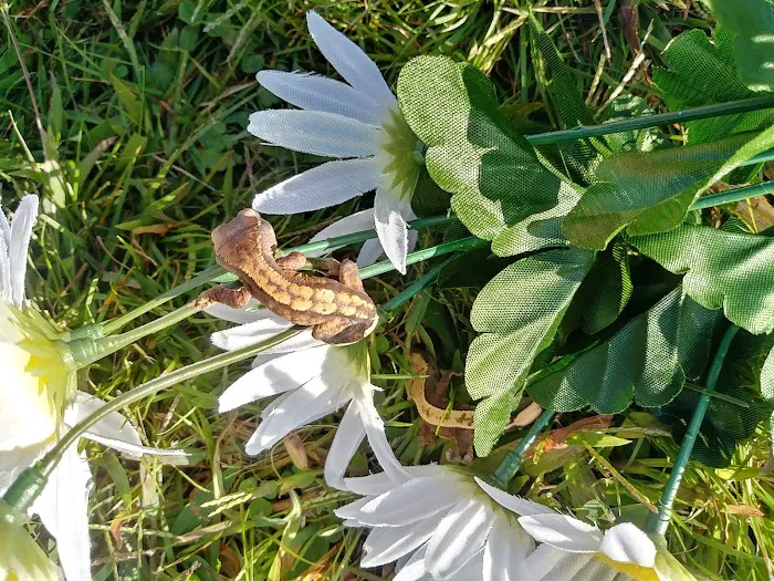 Gecko Crazy Picture 8