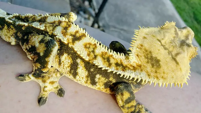 Gecko Crazy Picture 5