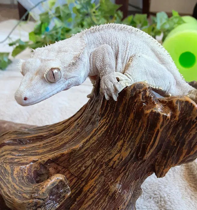 Gecko Crazy Picture 3