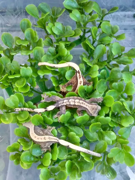 Gecko Crazy Picture 10